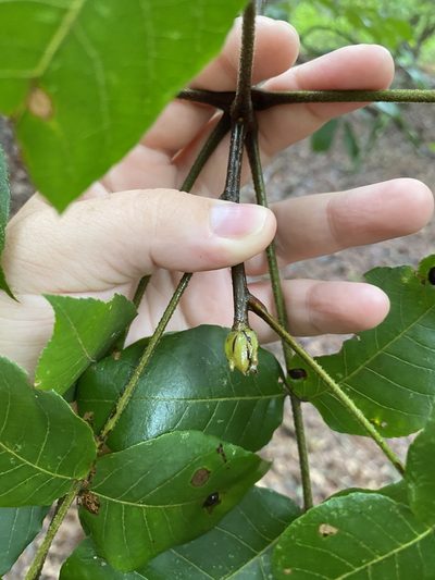 Carya pallida, photographed by Bonnie Semmling