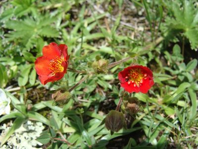 Potentilla ehrenbergiana, photographed by Alexis López Hernández
