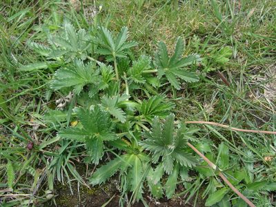 Potentilla ehrenbergiana, photographed by Alexis López Hernández