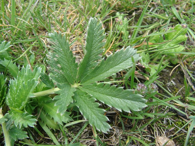 Potentilla ehrenbergiana, photographed by Alexis López Hernández