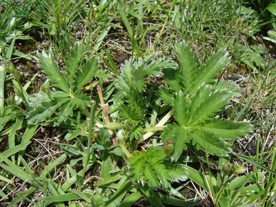 Potentilla ehrenbergiana, photographed by Alexis López Hernández