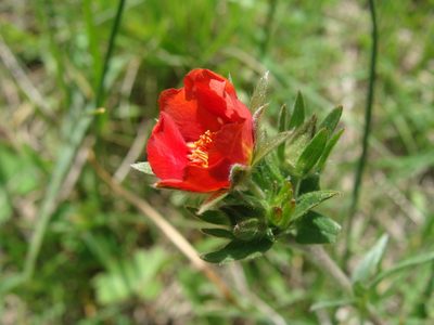 Potentilla ehrenbergiana, photographed by Alexis López Hernández