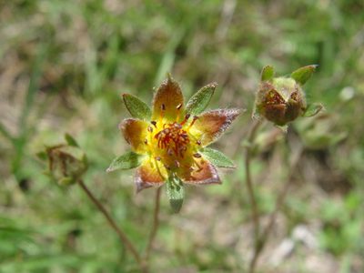 Potentilla ehrenbergiana, photographed by Alexis López Hernández