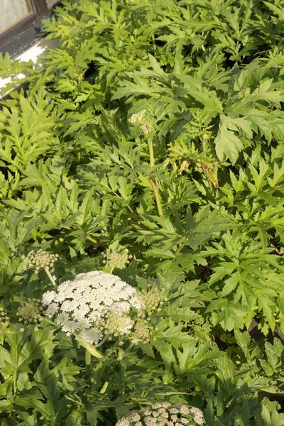 Heracleum persicum, photographed by Sigitas Juzėnas