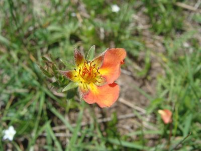 Potentilla ehrenbergiana, photographed by Alexis López Hernández