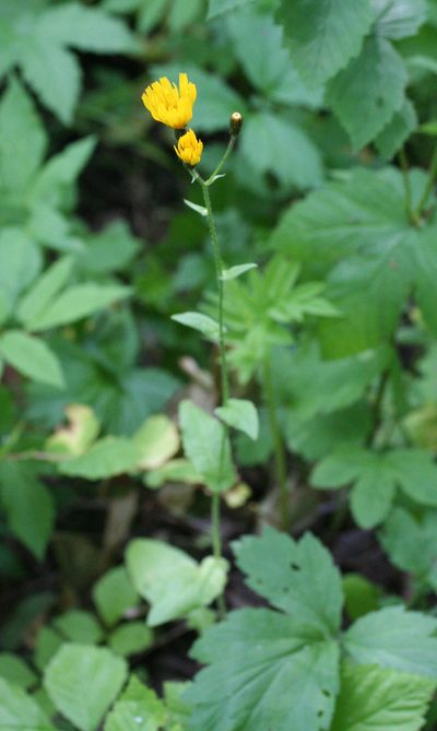 Crepis lyrata, photographed by Oleg Kosterin
