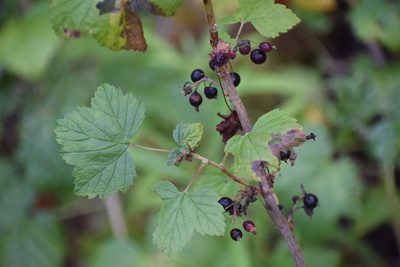 Ribes hudsonianum, photographed by Syd Cannings
