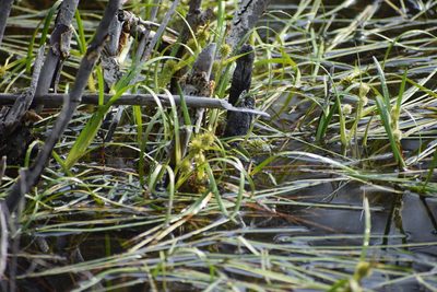 Sparganium angustifolium, photographed by Syd Cannings