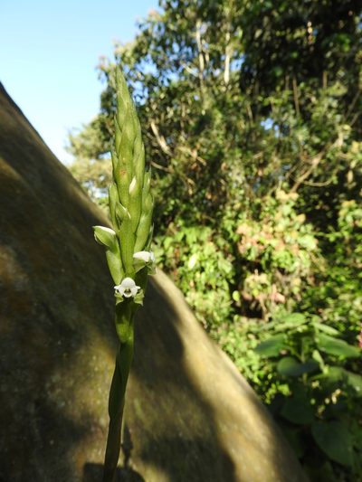 Aulosepalum hemichrea, photographed by Alexis López Hernández