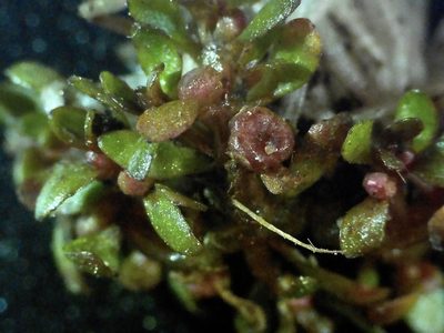 Elatine americana, photographed by Allan Harris