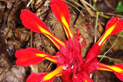 Etlingera coccinea, photographed by Antoine Guiguet