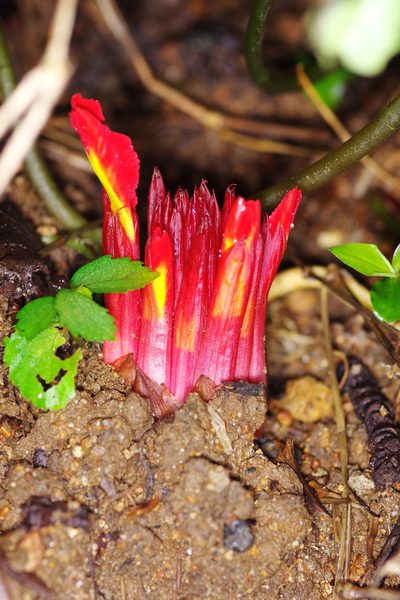 Etlingera coccinea, photographed by Antoine Guiguet