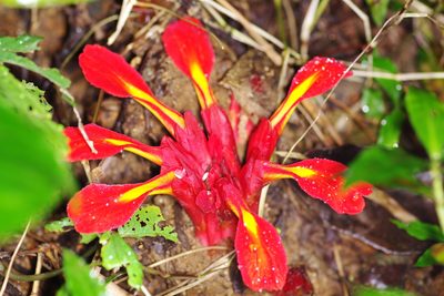 Etlingera coccinea, photographed by Antoine Guiguet