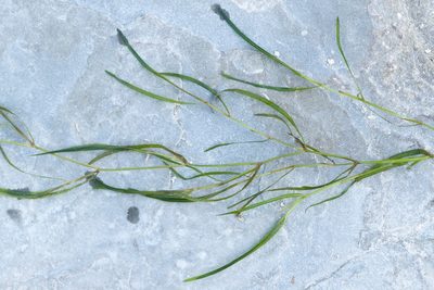 Potamogeton pusillus, photographed by Owen Strickland