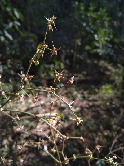 Nyssanthes diffusa, photographed by Tony van Kampen
