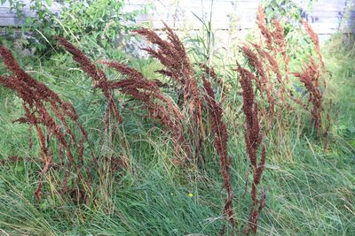 Rumex pseudonatronatus, photographed by Nina Filippova