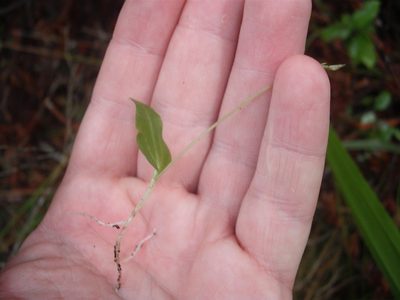 Cyrtostylis oblonga, photographed by Stephen Thorpe