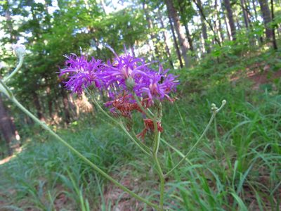 Vernonia texana, photographed by Annika Lindqvist