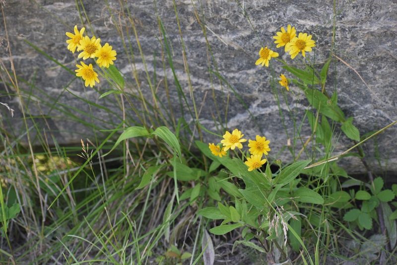 Arnica chamissonis, photographed by Syd Cannings