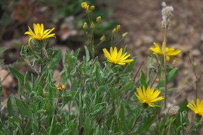 Heterotheca pumila, photographed by Robert Webster