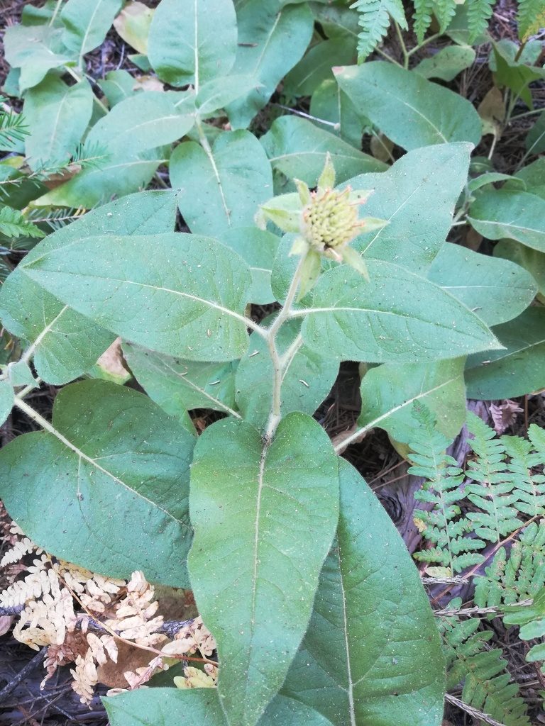 Agnorhiza invenusta, photographed by Alby Penney