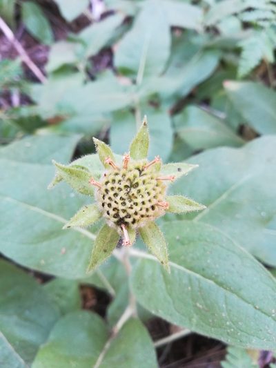 Agnorhiza invenusta, photographed by Alby Penney