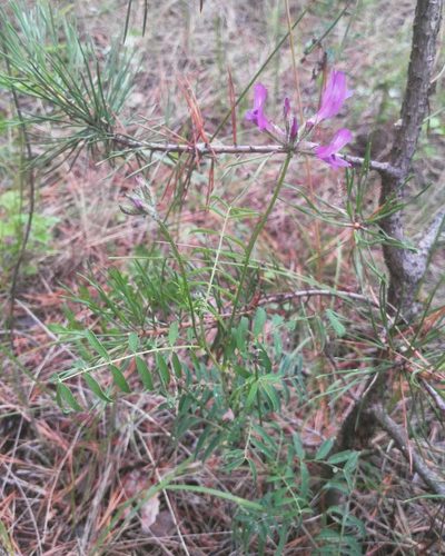 Astragalus syriacus, photographed by Юлия