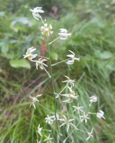 Anticlea sibirica