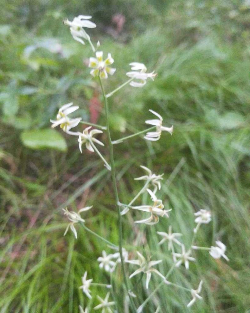 Anticlea sibirica, photographed by Юлия