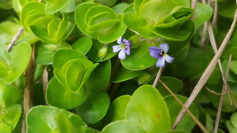 Bacopa lanigera, photographed by Jane C Frost