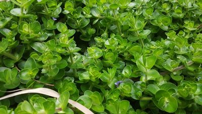 Bacopa lanigera, photographed by Jane C Frost