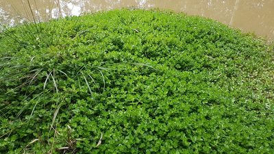 Bacopa lanigera, photographed by Jane C Frost