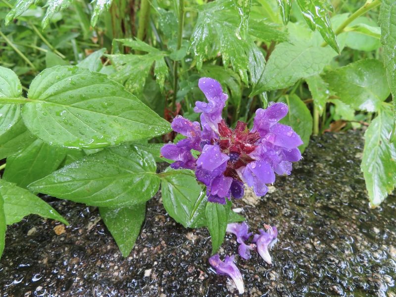 Prunella prunelliformis, photographed by Marco Mussita