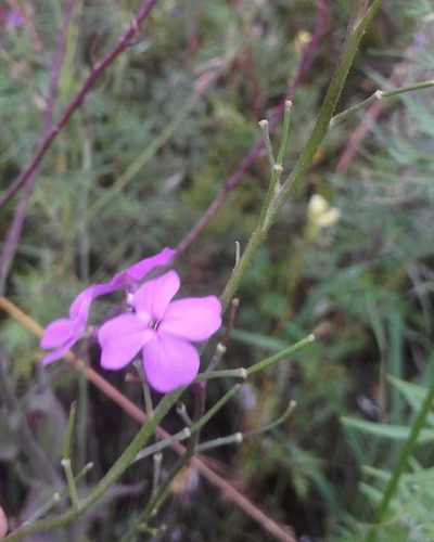 Hesperis sibirica, photographed by Юлия