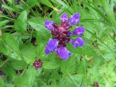 Prunella prunelliformis, photographed by Marco Mussita
