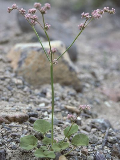 Eriogonum lemmonii, photographed by Jim Morefield
