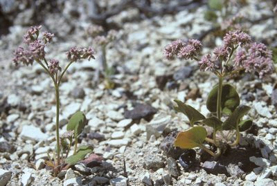 Eriogonum lemmonii, photographed by Jim Morefield