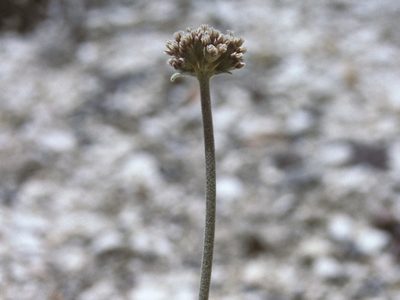 Eriogonum diatomaceum, photographed by Jim Morefield