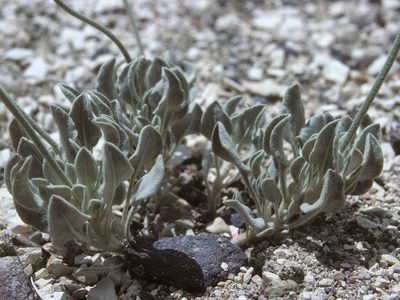 Eriogonum diatomaceum, photographed by Jim Morefield