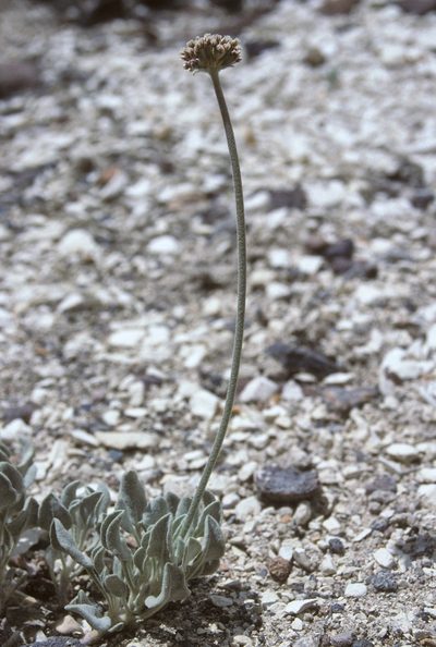 Eriogonum diatomaceum, photographed by Jim Morefield