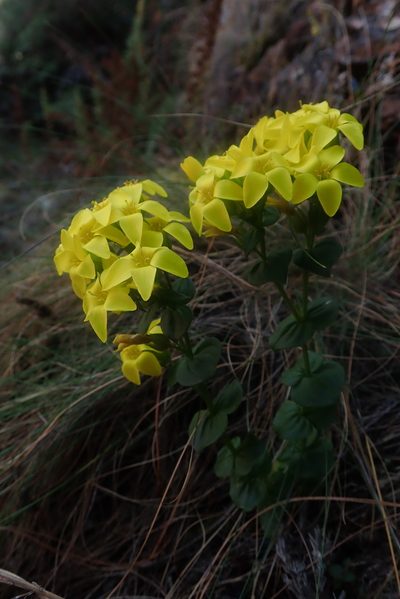 Sebaea macrophylla, photographed by Jimmy Whatmore