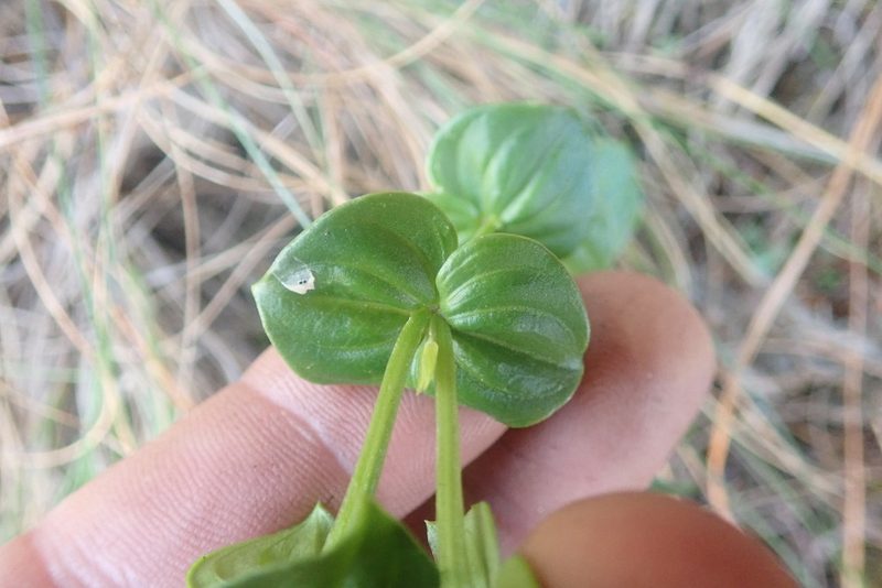 Sebaea macrophylla, photographed by Jimmy Whatmore