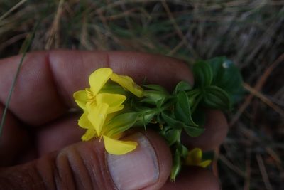 Sebaea macrophylla, photographed by Jimmy Whatmore