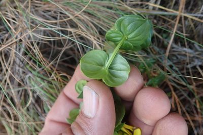 Sebaea macrophylla, photographed by Jimmy Whatmore