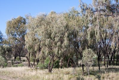 Acacia pendula, photographed by dhfischer