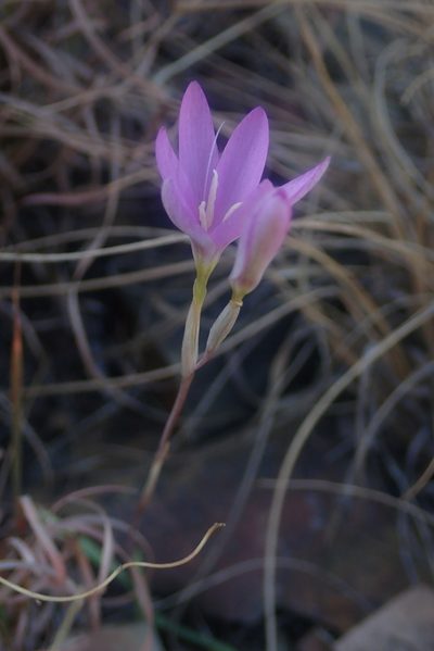 Hesperantha candida, photographed by Jimmy Whatmore