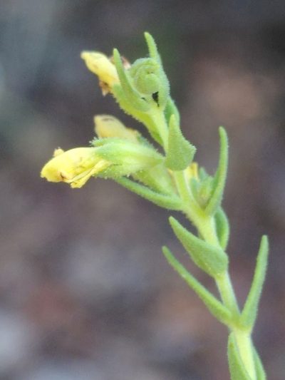 Odontites viscosus, photographed by Yves Bas