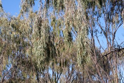Acacia pendula, photographed by dhfischer