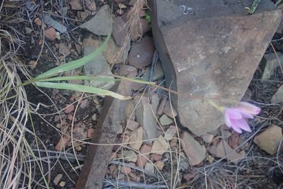 Hesperantha candida, photographed by Jimmy Whatmore
