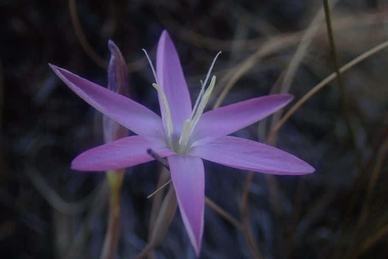 Hesperantha candida, photographed by Jimmy Whatmore